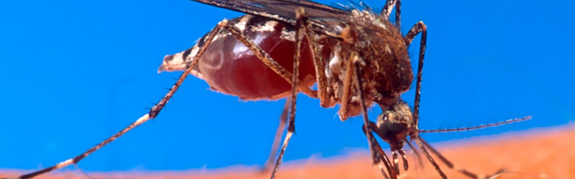 Doenças transmitidas por mosquitos é o tema do Ciência Aberta